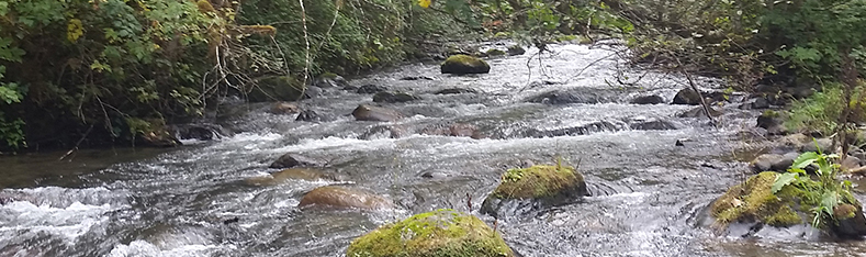 Tulalip Natural Resources Department image of robustly flowing stream