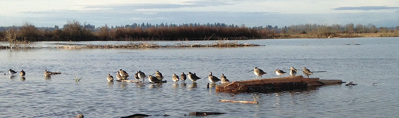 Tulalip Natural Resources Department close up image of shorebirds in nearby restored habitat