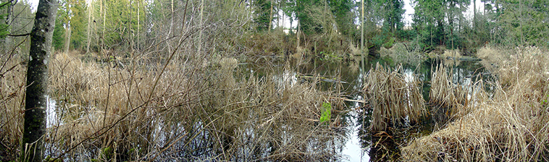 Tulalip Natural Resources Department image of wetland