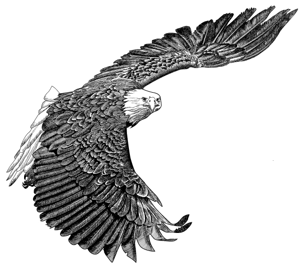 Tulalip Natural Resources Department line art of bald eagle in flight