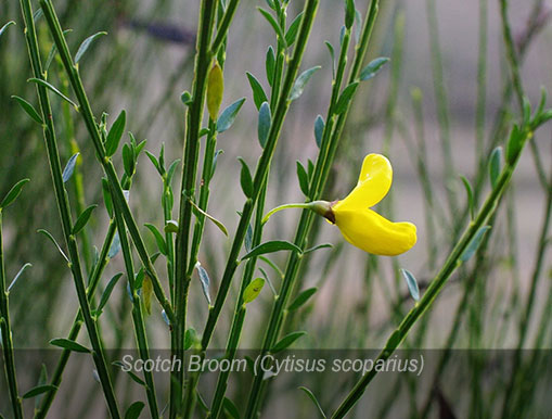 Tulalip Natural Resources Department Invasive Species gallery - Scotch broom.