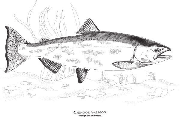 Tulalip Natural Resources line art of a Chinook salmon