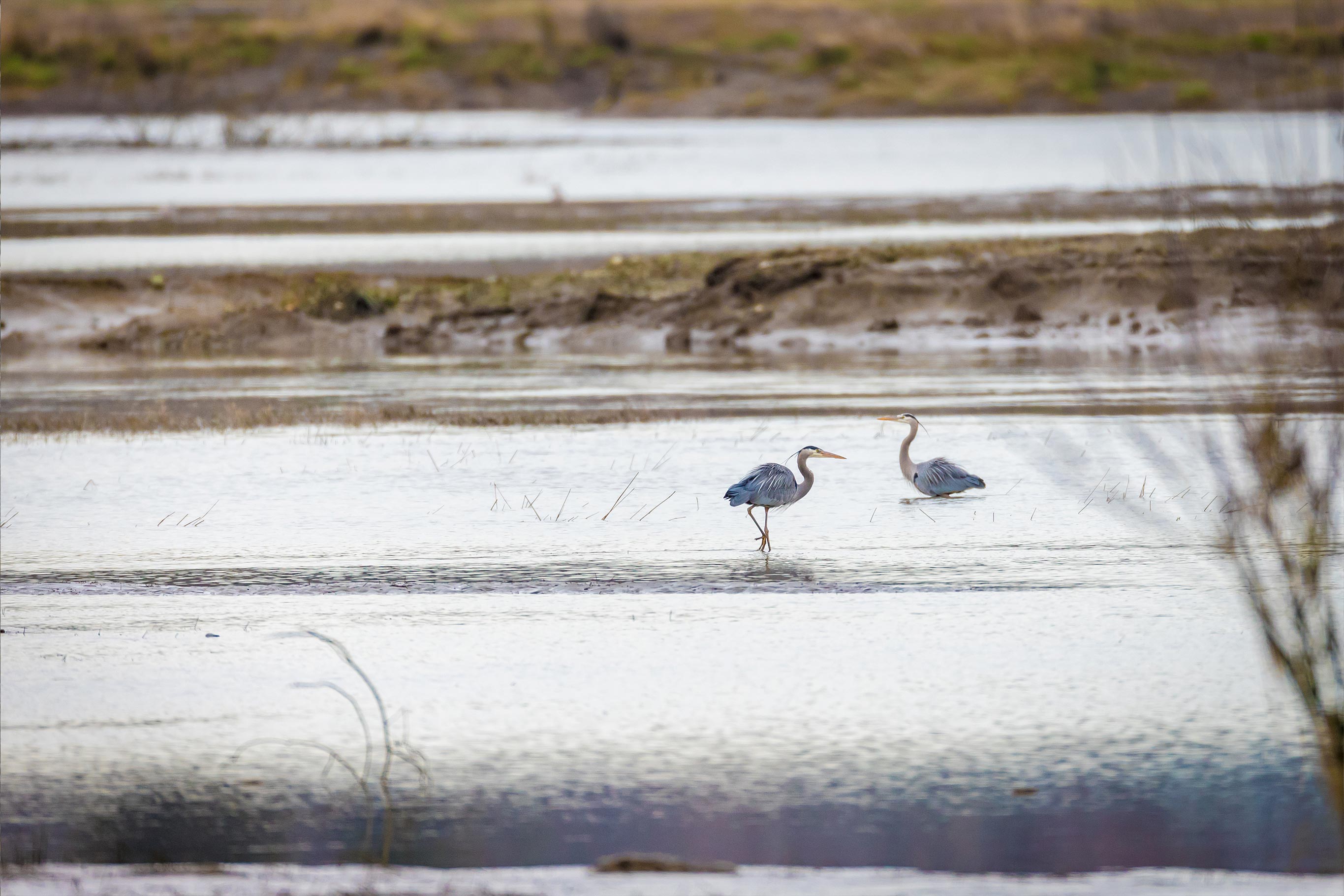 Restoration Acquisition And Stewardship Program slider image.