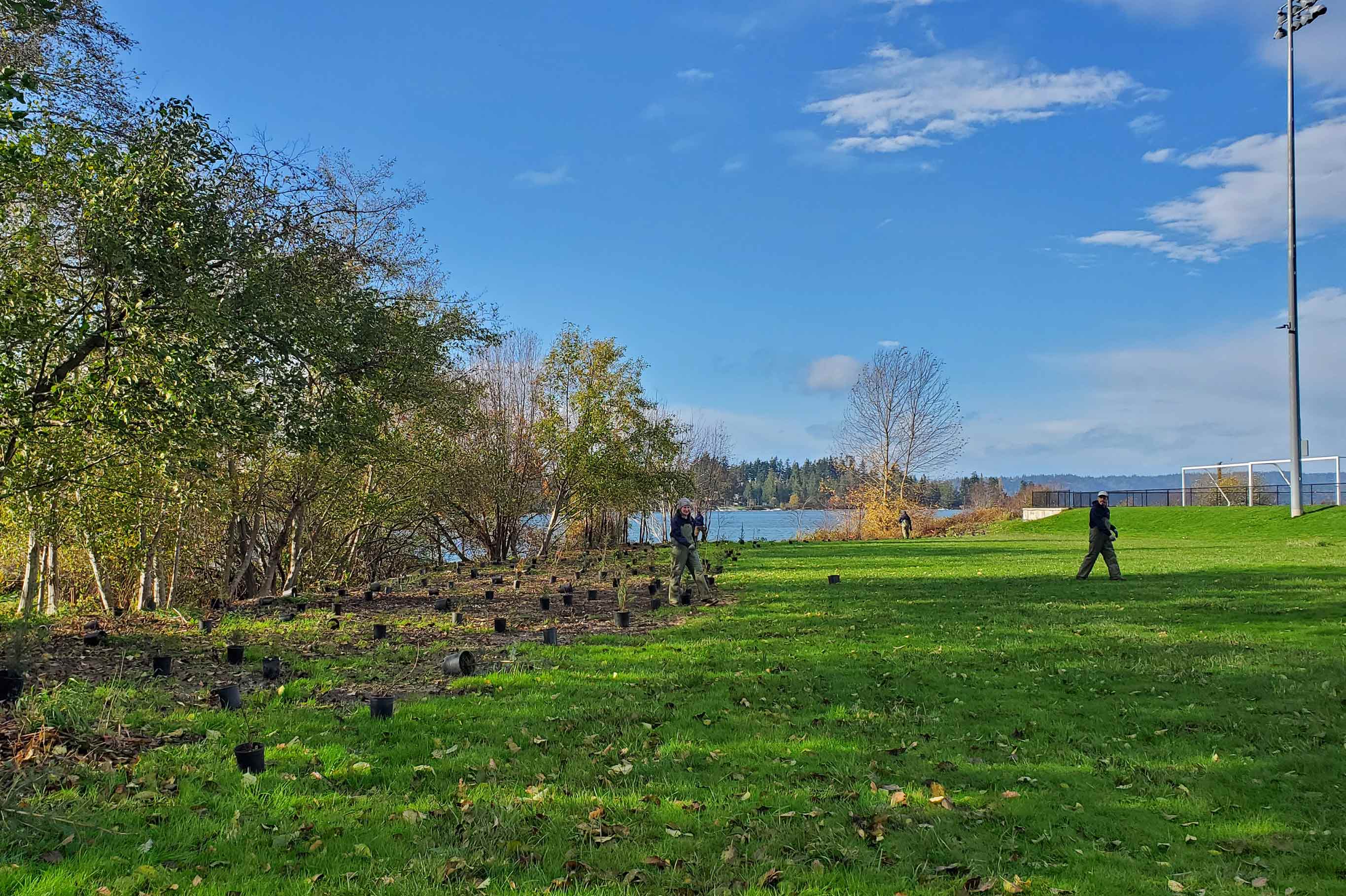 A group of people in overalls working together to plant saplings in rows on land by the bay