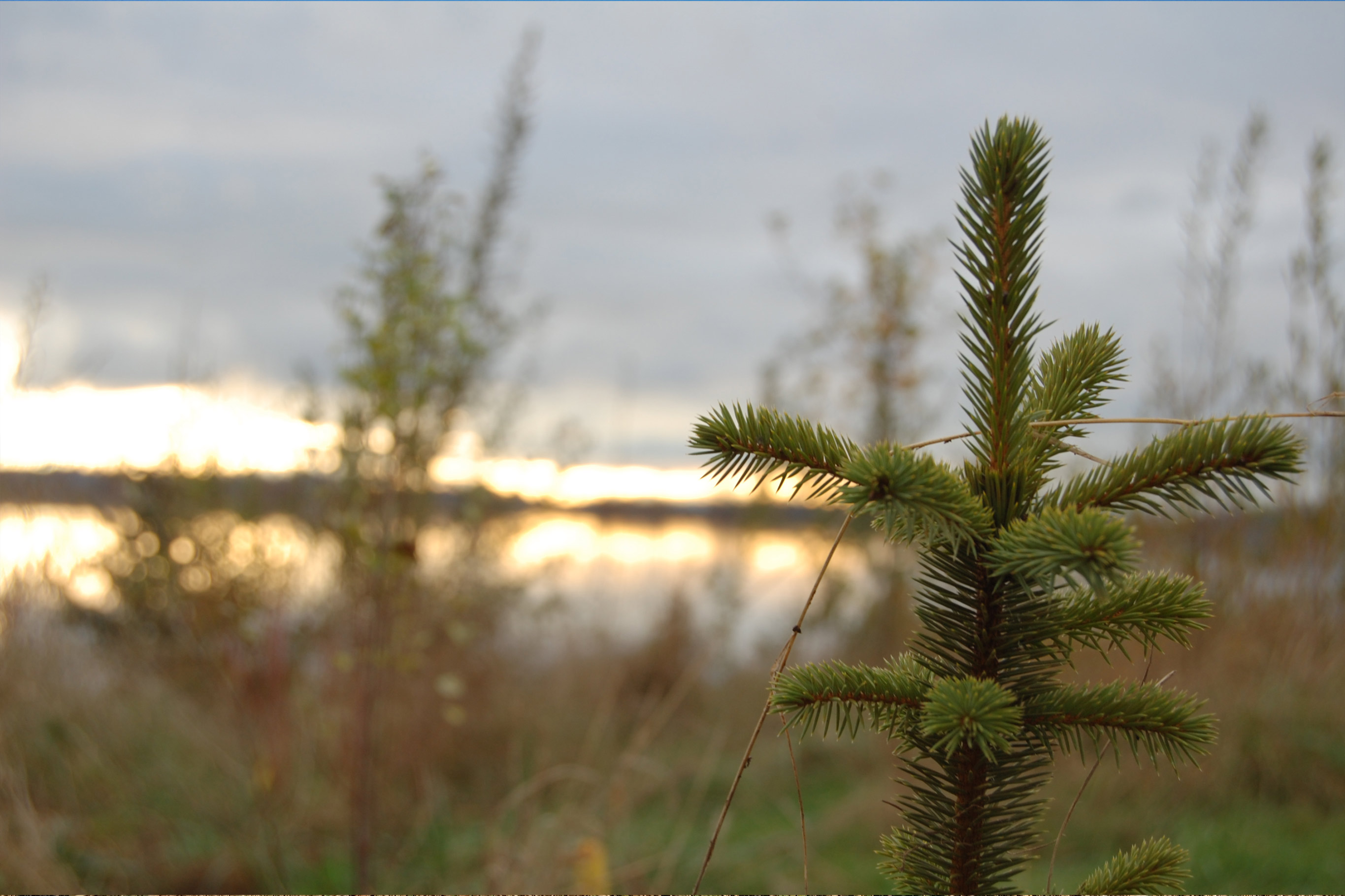 A beautiful close-up of a newly planted Douglas Fir's upper portion with a blurred background
