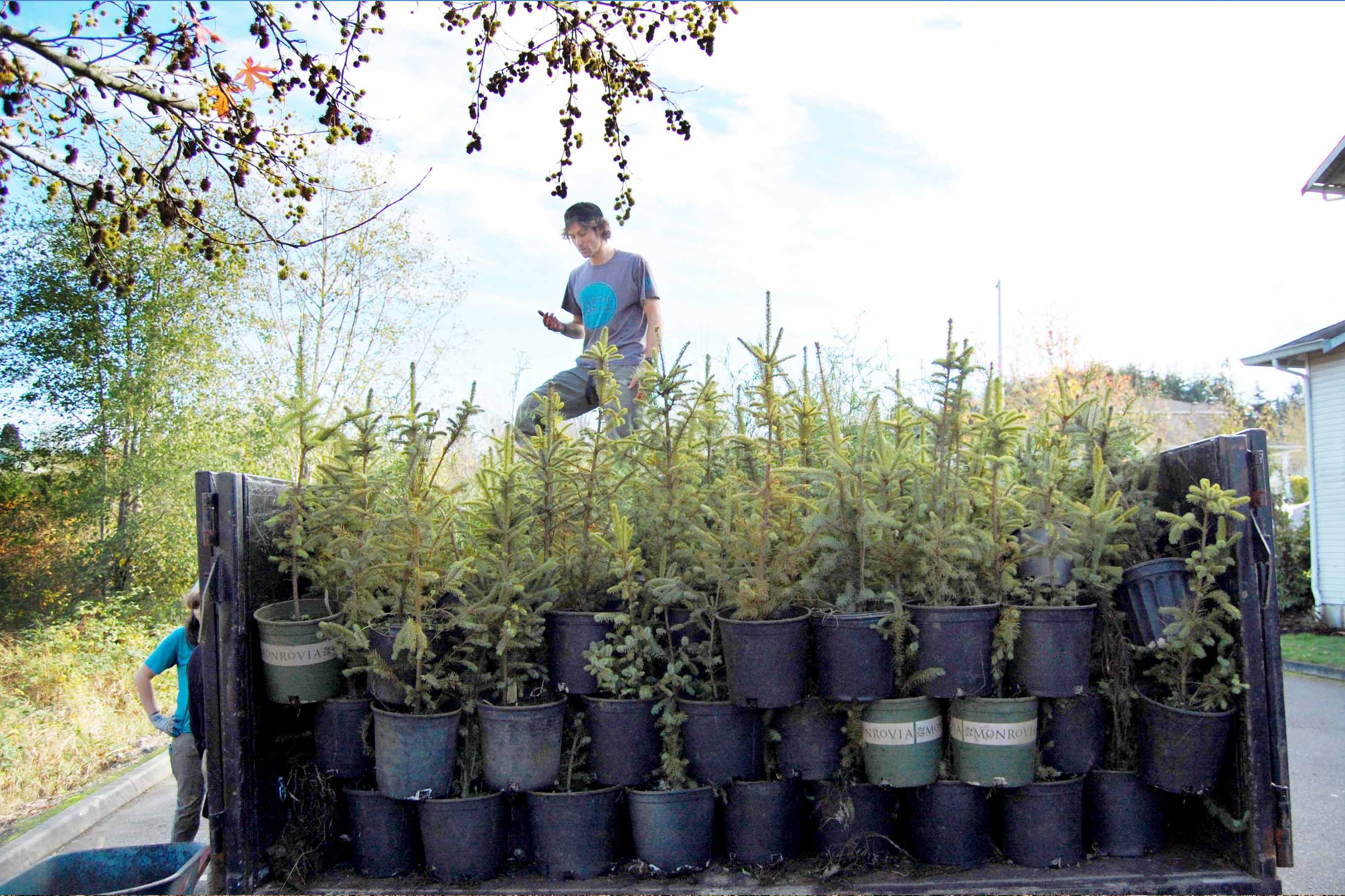 A man stands in the back of a truck overlooking potted Douglas Fir in gallon pots carefully stacked in the cargo bed