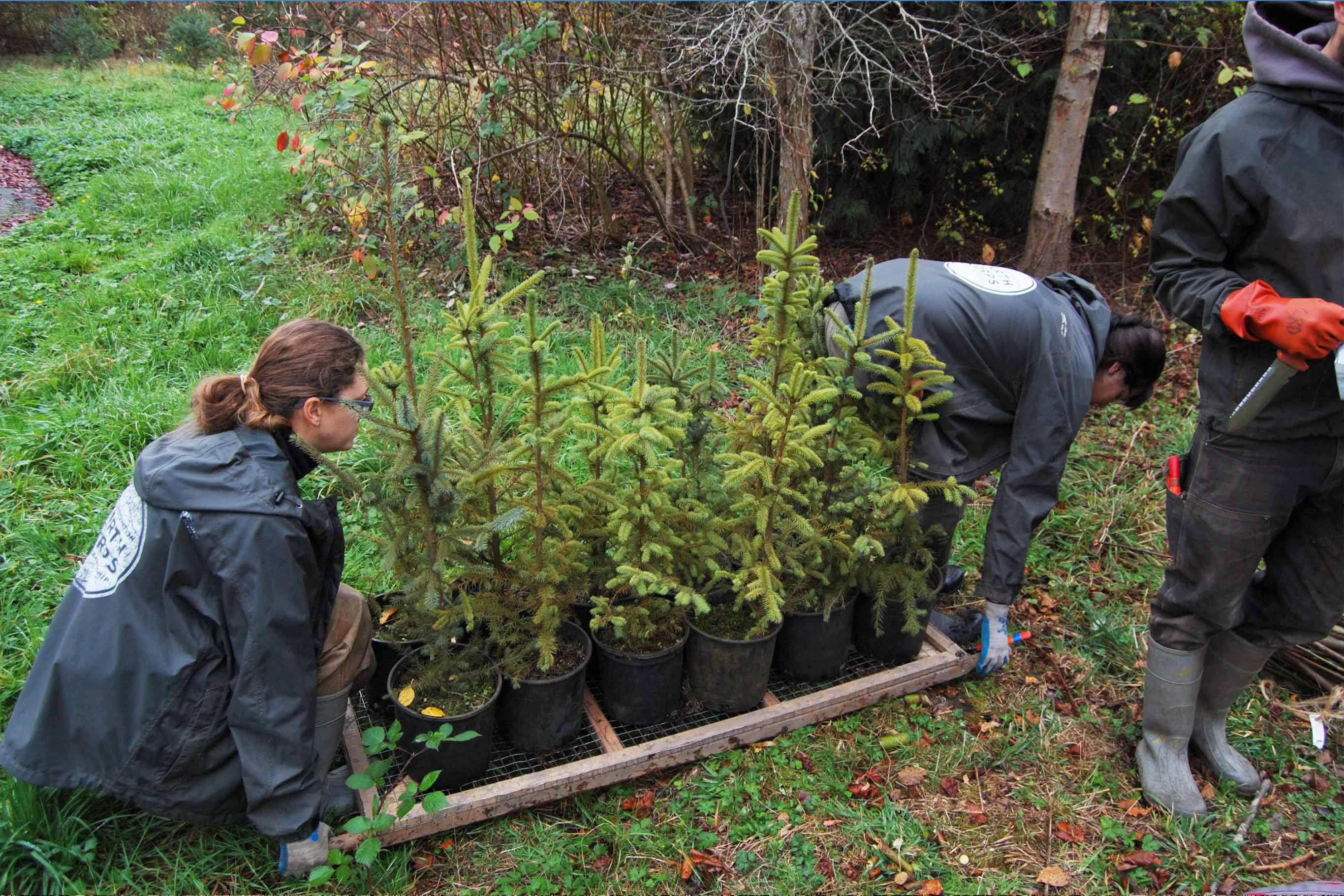 Two people lift 12 potted Douglis Fir saplings  in gallon pots on a carrier to move to the planting area