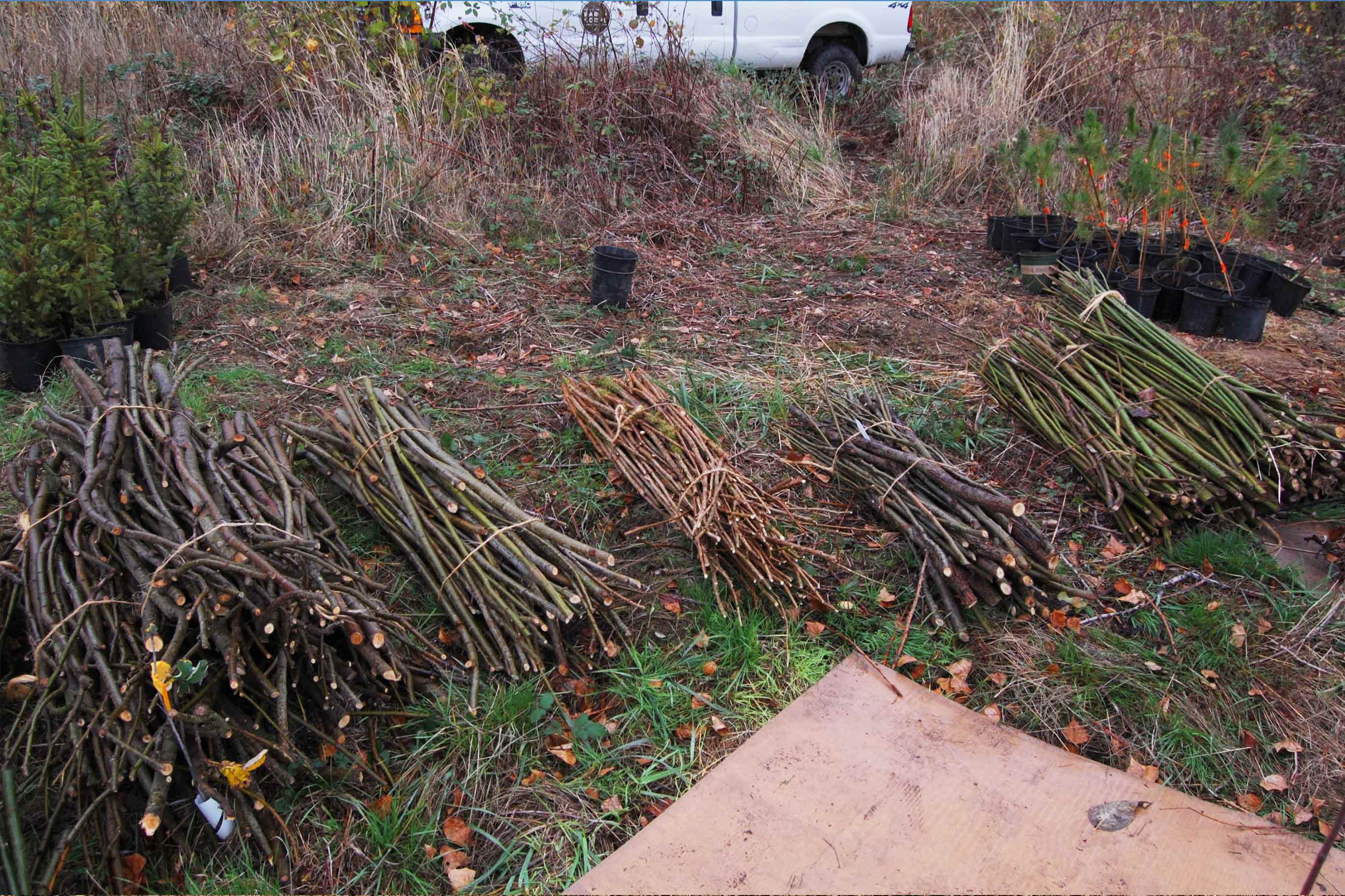 Various types of cut-up twigs are tied into bundles sit lined-up ready for clearing to plant saplings
