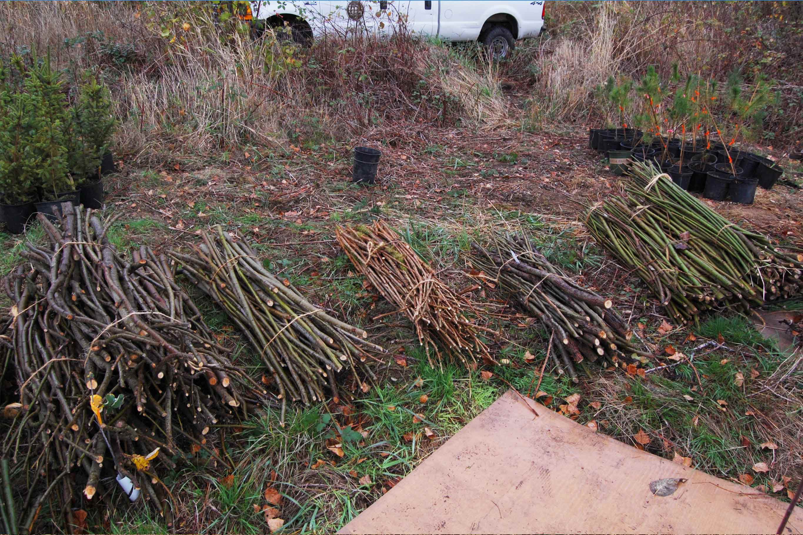 Tulalip Tribes Natural Resources Riparian Restoration slider image