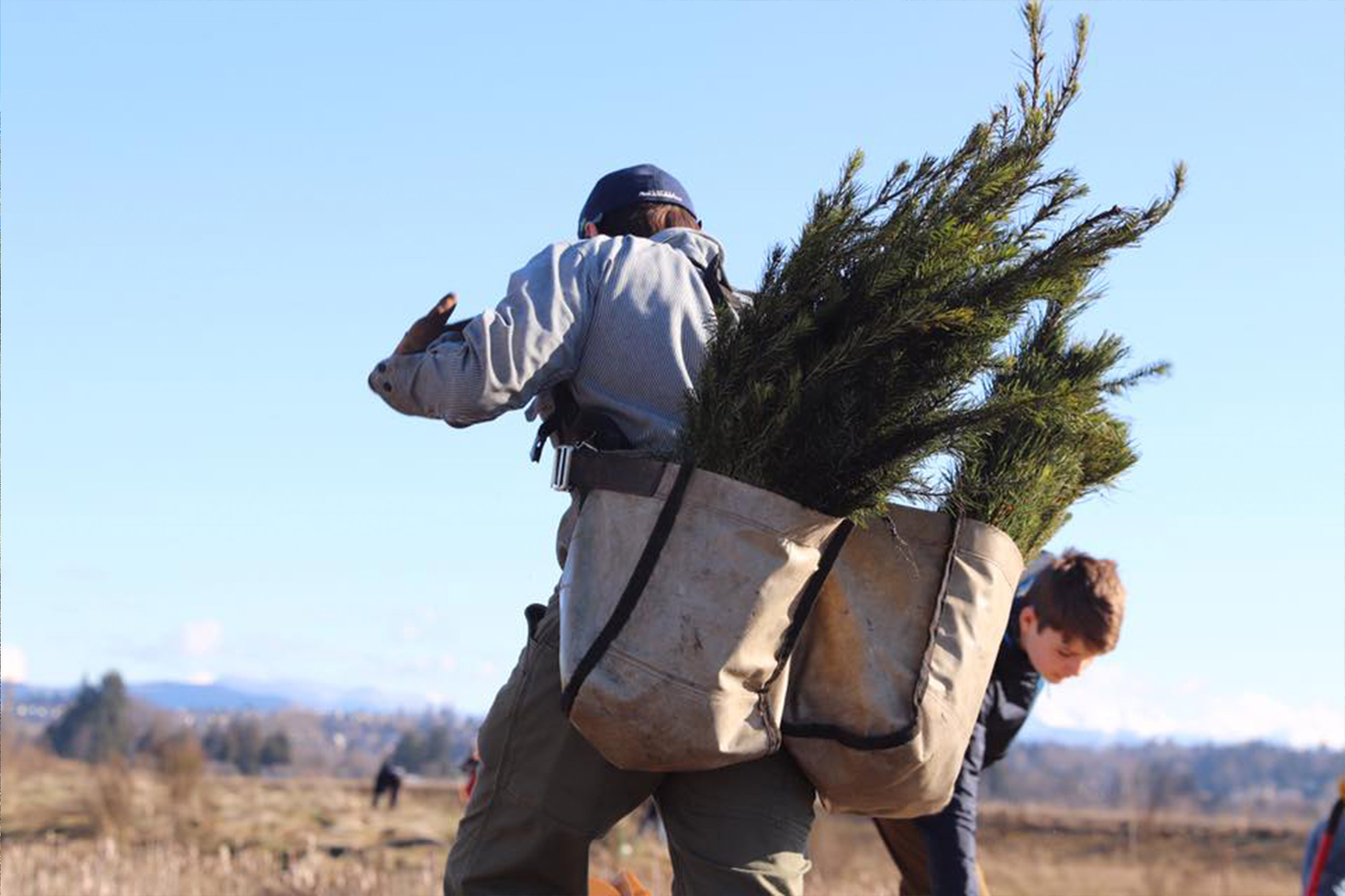 A man carries two bundles of young Douglas Fir saplings in a double planting bag strapped over his back