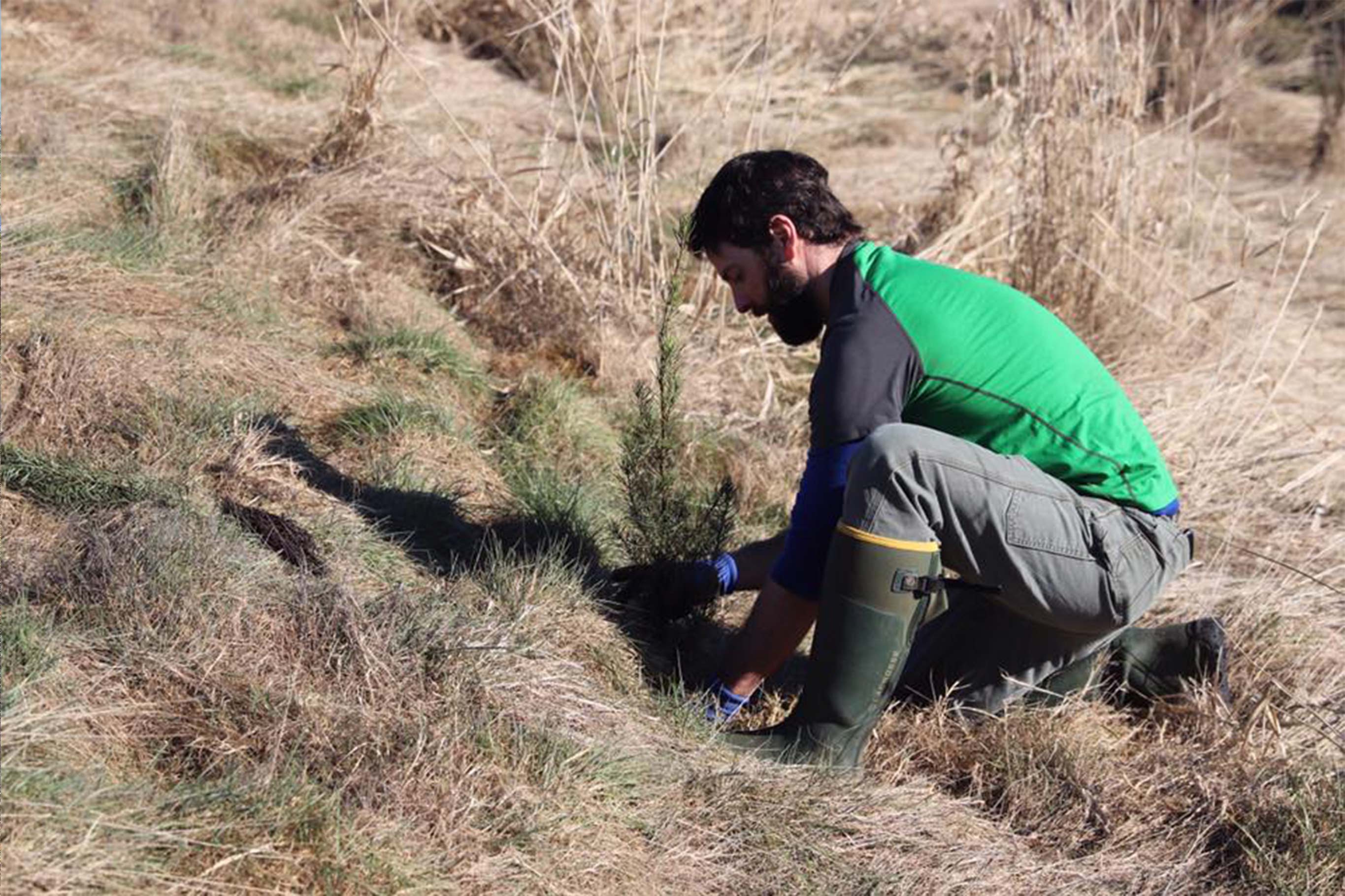 A bearded man kneels on the ground, planting a Douglas Fir sapling in a field to help restore the land