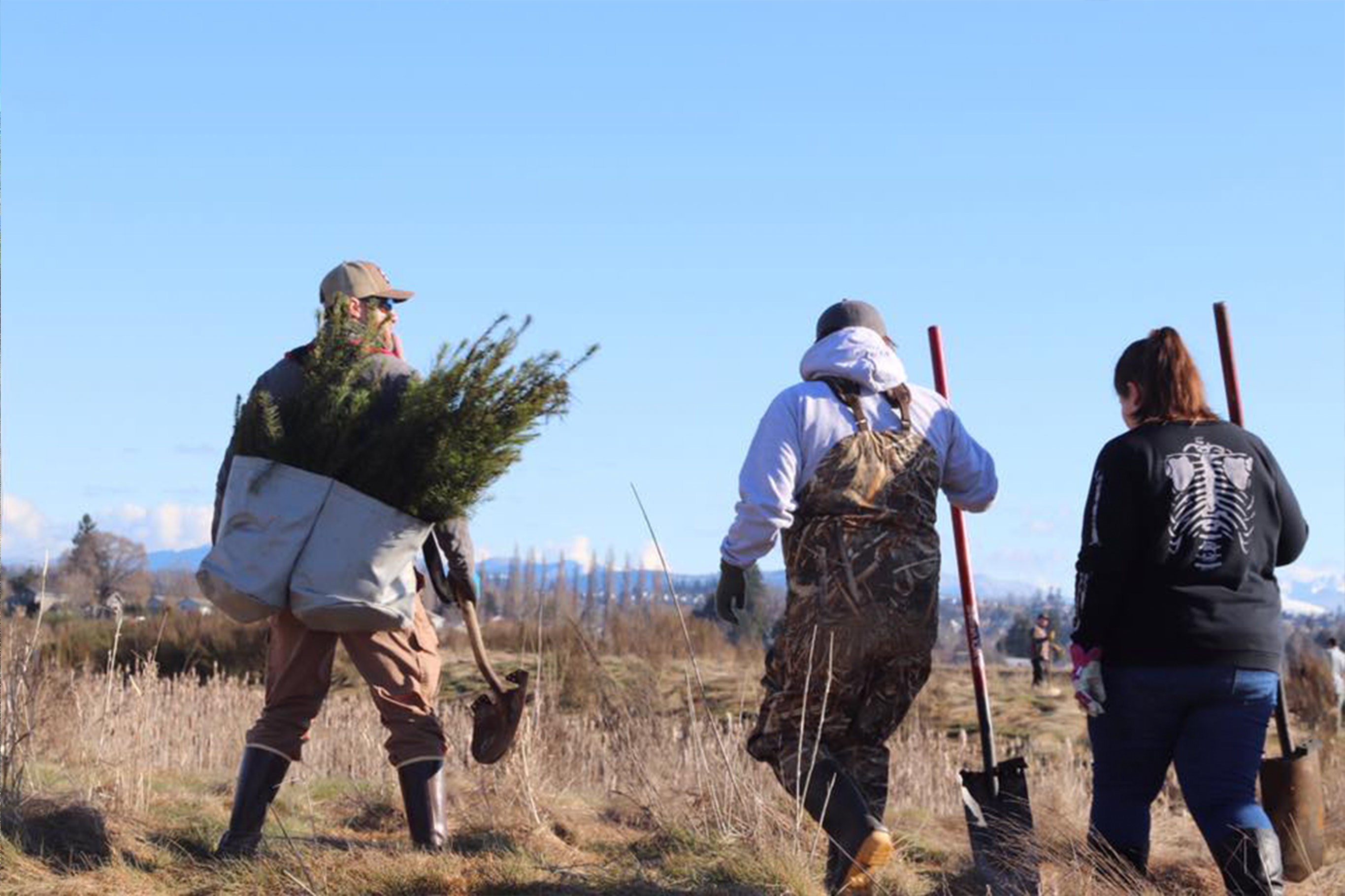 A person carries saplings in double planting bags slung over his back with others walking beside him carrying their shovels