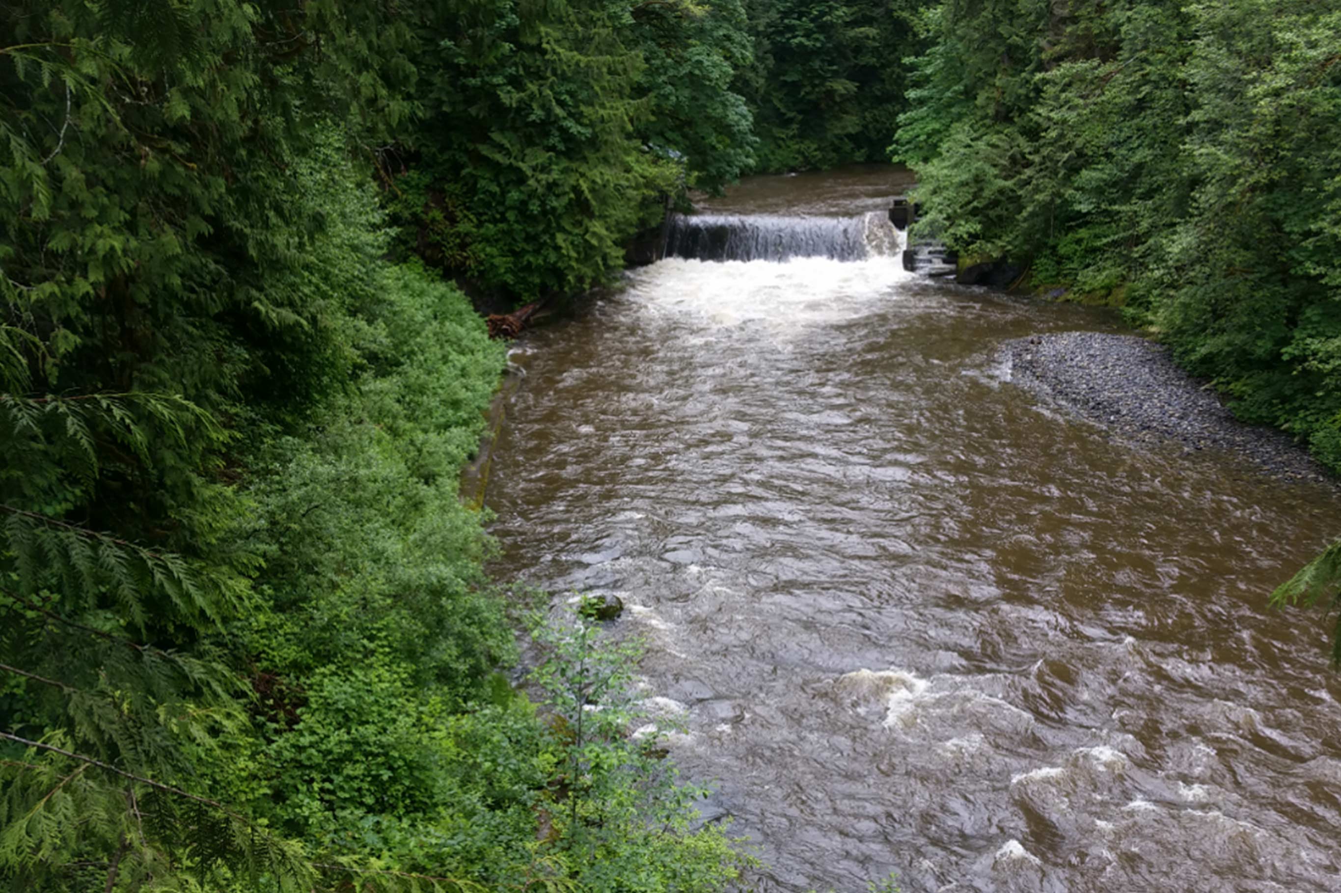 The Pilchuck River is a culturally and environmentally important watershed for salmon and other species
