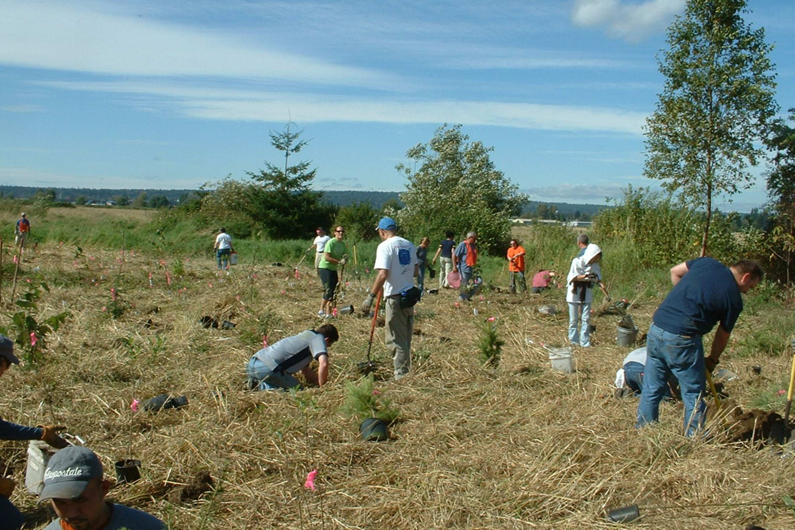 Volunteers work in a field to prep for planting trees that sit ready in containers