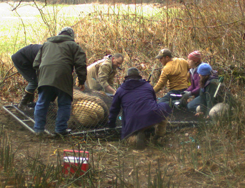 Tulalip Natural Resources Department Elk gallery image one