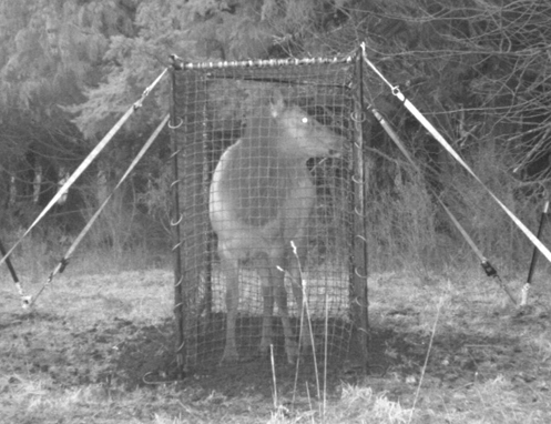 Tulalip Natural Resources Department Elk gallery image four