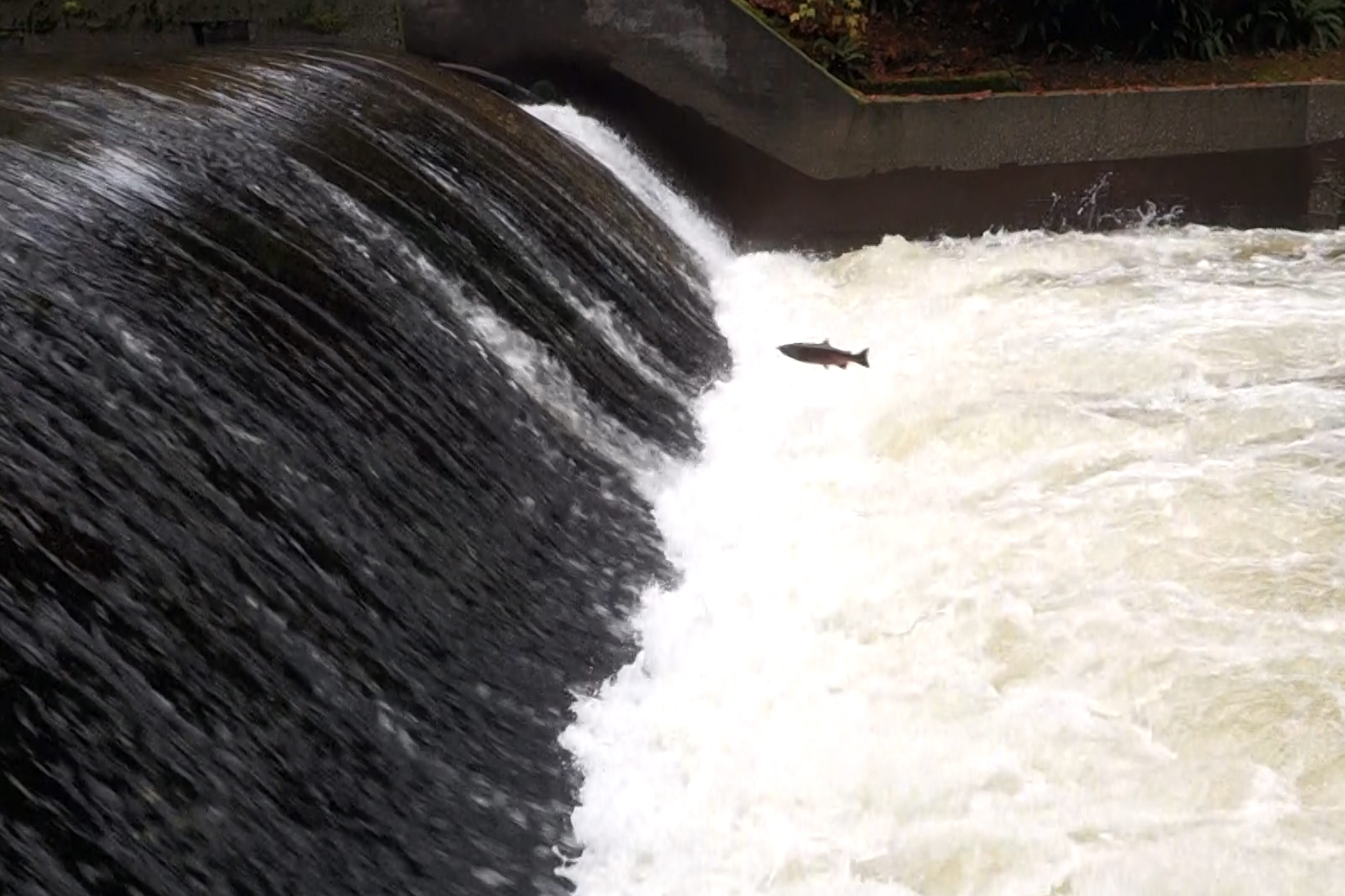 Tulalip Tribes Natural Resources Pilchuck River Dam slider image