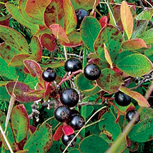 Tribe's Huckleberry Harvest Brings Fire (or Something Like It) Back to the Forest