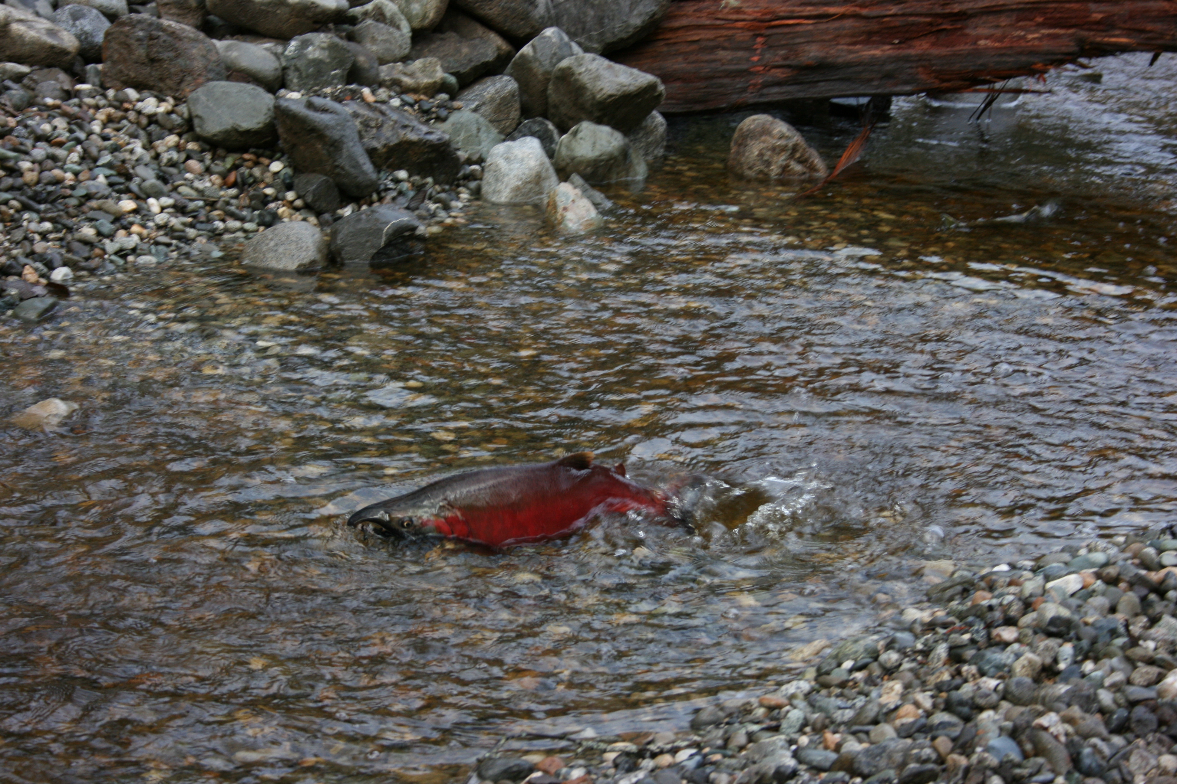 Restoration Acquisition And Stewardship Program - Fish