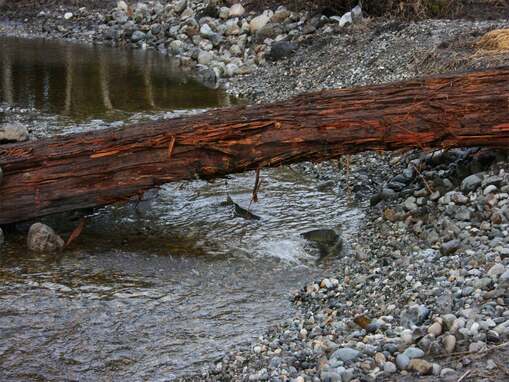 Tulalip Natural Resources Department image of Coho Creek restoration slide 6