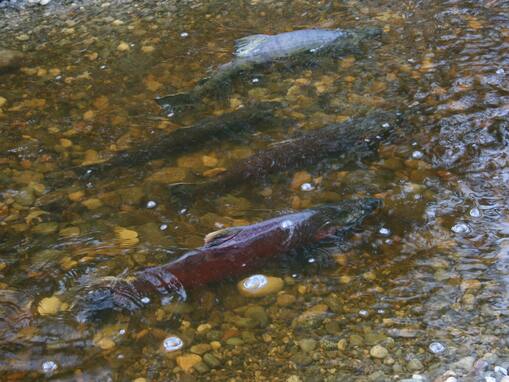 Tulalip Natural Resources Department image of Coho Creek restoration slide 7