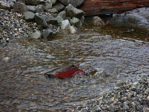 Tulalip Natural Resources Department image of Coho Creek restoration slide 8