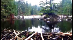 Beaver Dam in Snow video