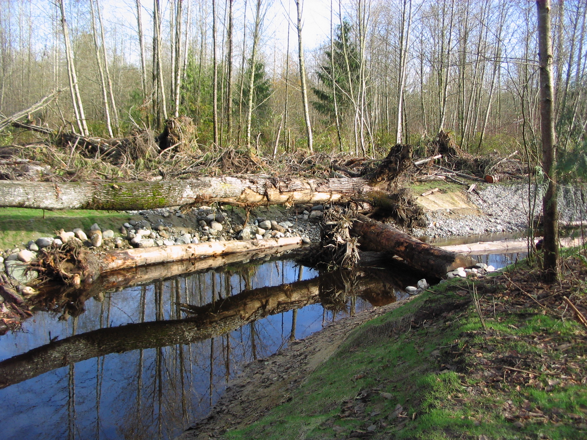 Tulalip Tribes Natural Resources Department news link to Everett Herald Story – Tulalip Tribe Restores Wildlife Habitat with image of stream restoration