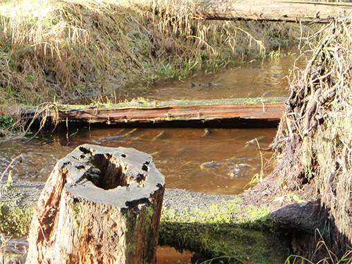 Tulalip Natural Resources Department image of Coho Creek restoration slide 2-1