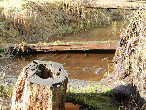 The Coho Creek Restoration Project was to enhance fish habitat within and along Coho Creek, a small stream passing through Quil Ceda Village