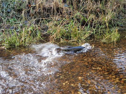 Tulalip Natural Resources Department gallery for Coho Creek habitat restoration, slide 2