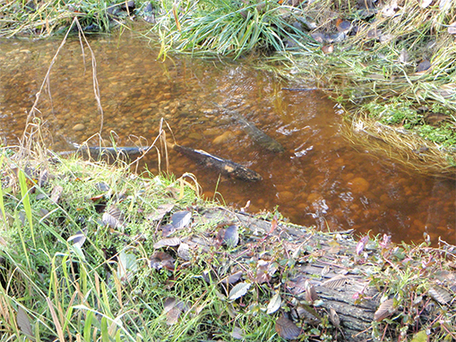 Tulalip Natural Resources Department gallery for Coho Creek habitat restoration, slide 3