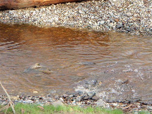 Tulalip Natural Resources Department gallery for Coho Creek habitat restoration, slide 4