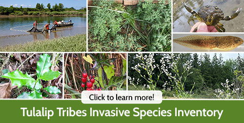 Invasive Species story map