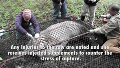 Elk Capture and Tagging
