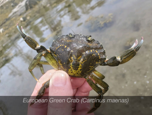Tulalip Natural Resources Department Invasive Species gallery - European Green Crab. 