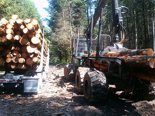 Tulalip Natural Resources Department image of forestry, two