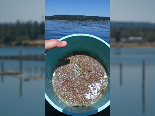 Tulalip Natural Resources Department image of a bucket with plankton