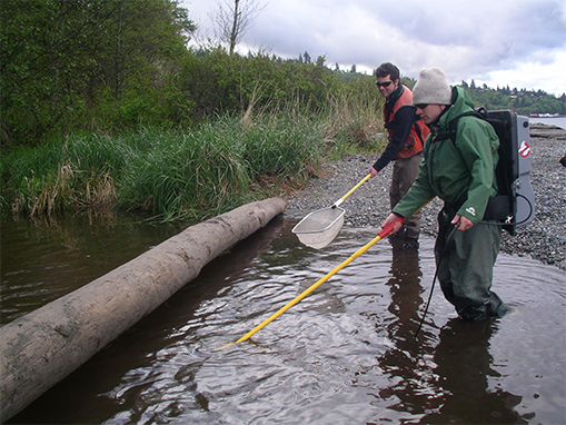 Small Streams - hundreds of small coastal streams drain directly into the Puget Sound