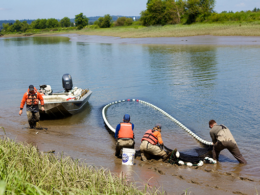 Tulalip Natural Resources Department image habitat monitoring and research on the Snohomish estuary slide 2-1