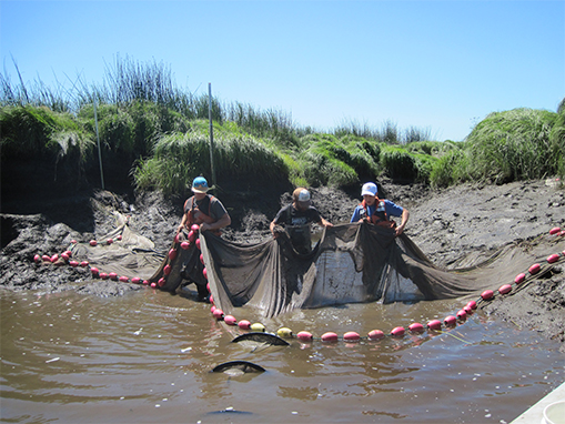 Tulalip Natural Resources Department gallery for the Snohomish Estuary, image two