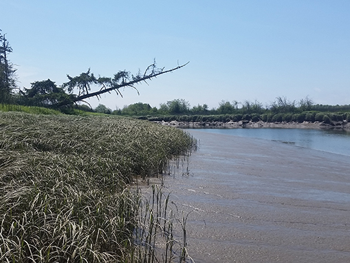 Snohomish Estuary - estuary provides an important nursery habitat for many juvenile fish and is particularly important for juvenile Chinook