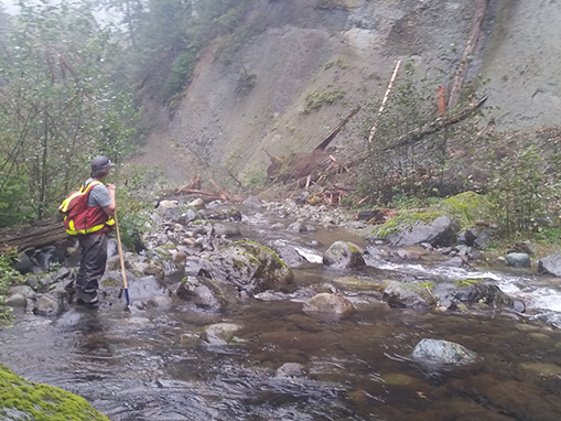 The Tulalip Tribes conducts spawning ground surveys for Chinook and Coho salmon in the rivers and tributaries of the Snohomish River Basin