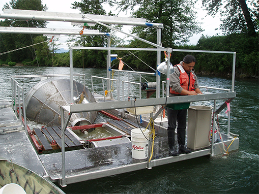 Tulalip Natural Resources Department image of habitat monitoring and smolt traps slide 2-1