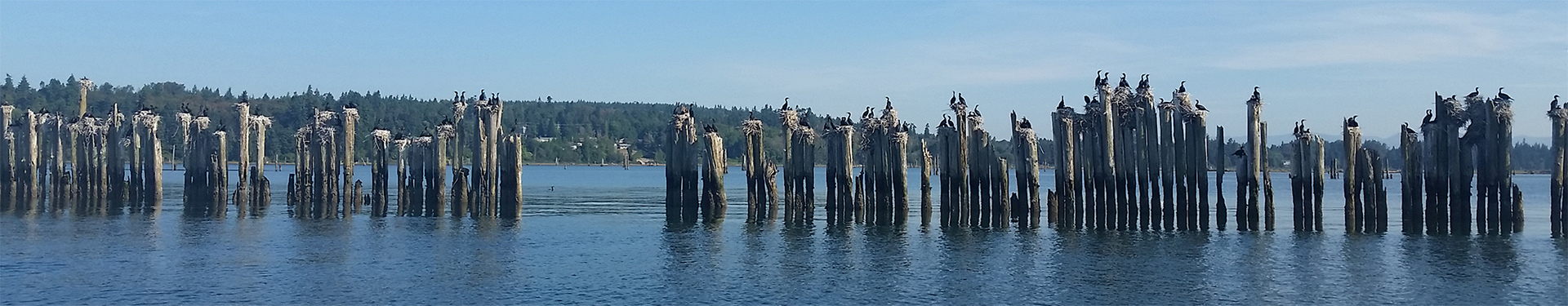 Tulalip Natural Resources image of pillings in Tulalip Bay