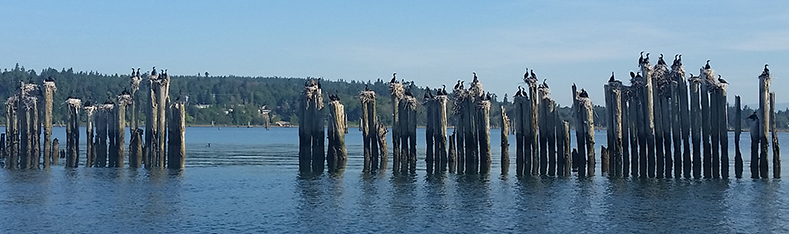 Tulalip Natural Resources image of pillings in Tulalip Bay