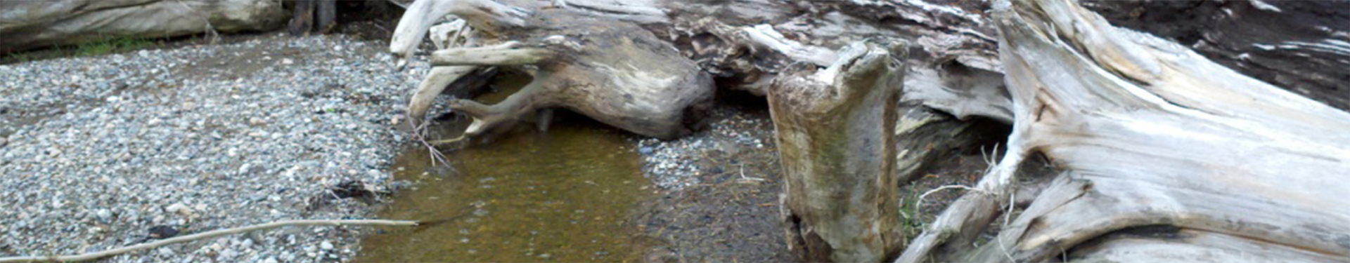 Tulalip Natural Resources Department close up image of shorebirds in nearby restored habitat