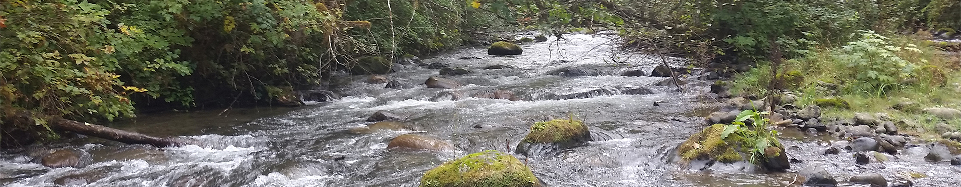 Tulalip Natural Resources Department image of robustly flowing stream