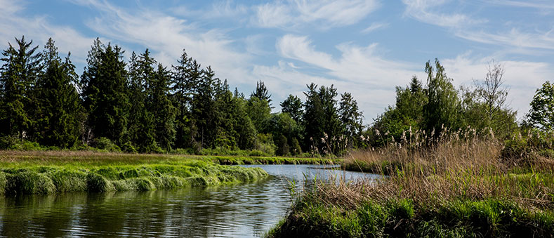 Tulalip Tribes Natural Resources Department image of wetland with forested and cleared habitat