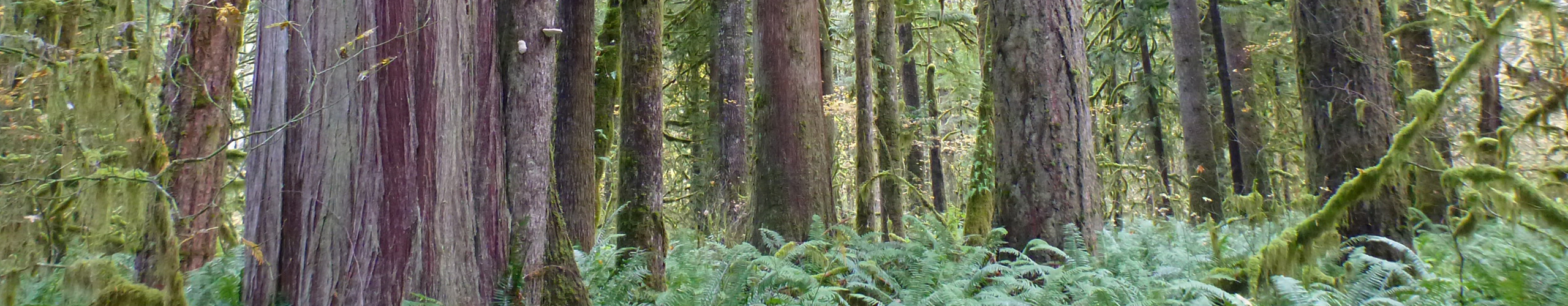 Natural Resources Forestry header image